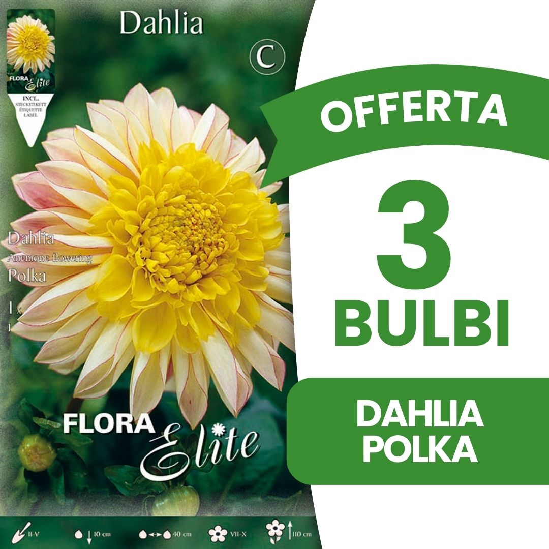 OFFERTA 3 BULBI DAHLIA FIOR DI ANEMONE POLKA
