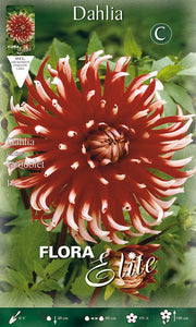 DAHLIA CACTUS FRIQUOLET (CONFEZIONE DA 1 BULBO)