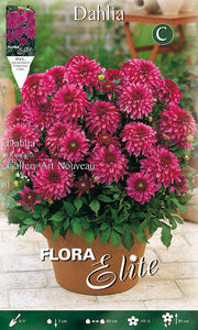 DAHLIA DECORATIVE GALLERY ART NOUVEAU (CONFEZIONE DA 1 BULBO)