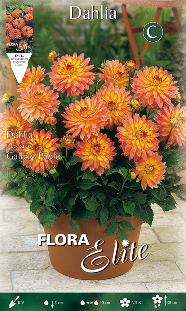 OFFERTA 7 BULBI DAHLIA DECORATIVE GALLERY PABLO