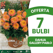 OFFERTA 7 BULBI DAHLIA DECORATIVE GALLERY PABLO