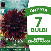 OFFERTA 7 BULBI DAHLIA DINNERPLATE KENORA MACOP XL