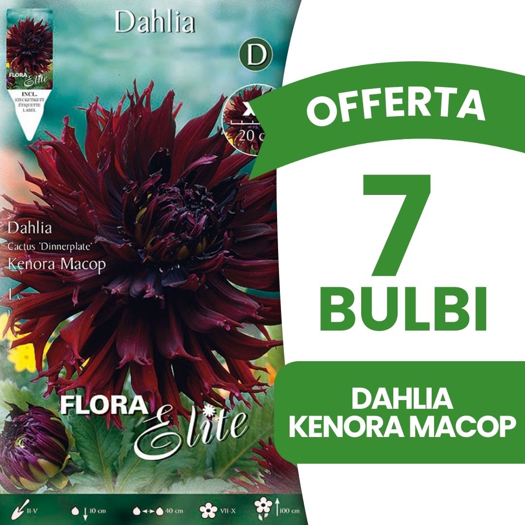 OFFERTA 7 BULBI DAHLIA DINNERPLATE KENORA MACOP XL