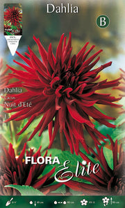 DAHLIA CACTUS NUIT D'ETE (PACKUNG MIT 1 ZWIEBEL)