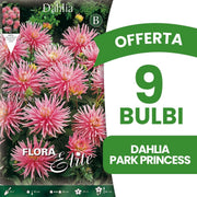 OFFERTA 9 BULBI DAHLIA DA BORDURA PARK PRINCESS