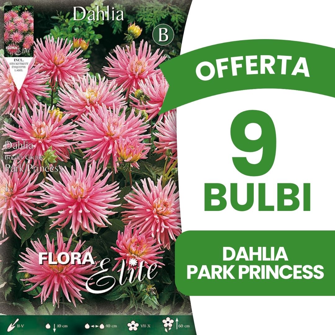 OFFERTA 9 BULBI DAHLIA DA BORDURA PARK PRINCESS