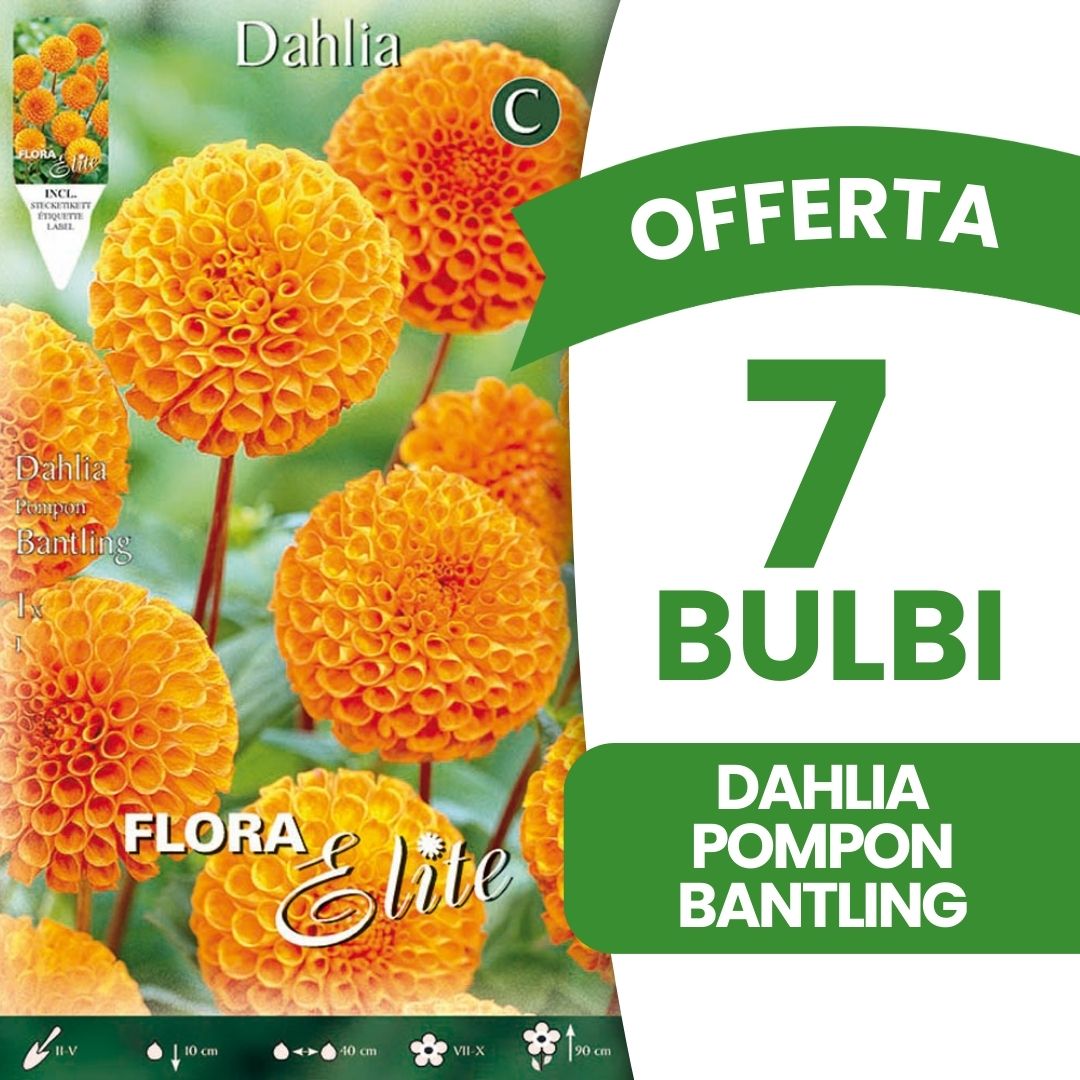 OFFERTA 7 BULBI DAHLIA POMPON BANTLING