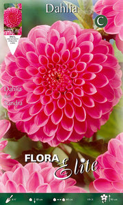 DAHLIA BALL SANDRA (PAQUET DE 1 BULBE)