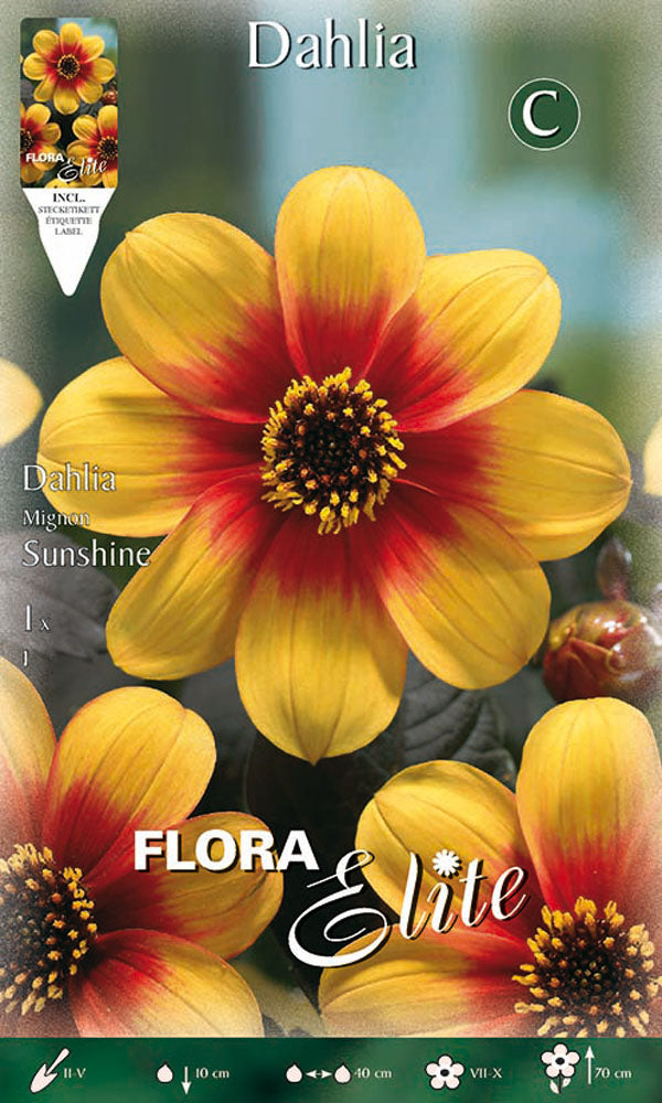 OFFERTA 7 BULBI DAHLIA MIGNON SUNSHINE