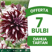 OFFERTA 7 BULBI DAHLIA DINNERPLATE  TARTAN XL