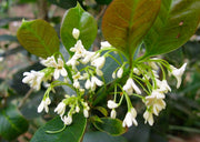 OSMANTHUS FRAGRANS OLEA FRAGRANS BIANCO VASO 18CM