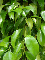 FICUS VASO 17CM