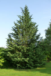 CUPRESSOCYPARIS CIPRESSO LEYLANDII VASO 12CM