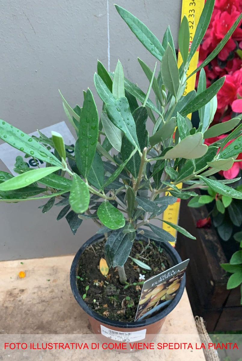 OLIVO OLEA EUROPAEA VASO 13CM