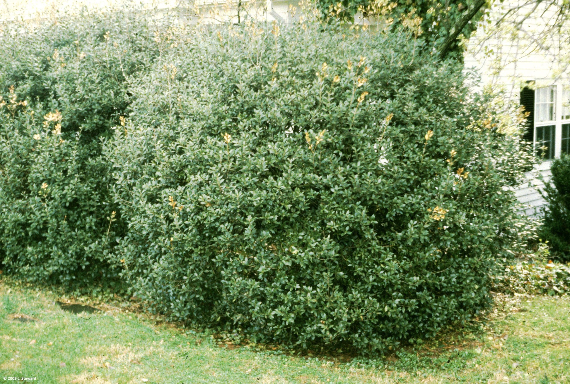 OSMANTHUS FRAGRANS OLEA FRAGRANS BIANCO VASO 24CM