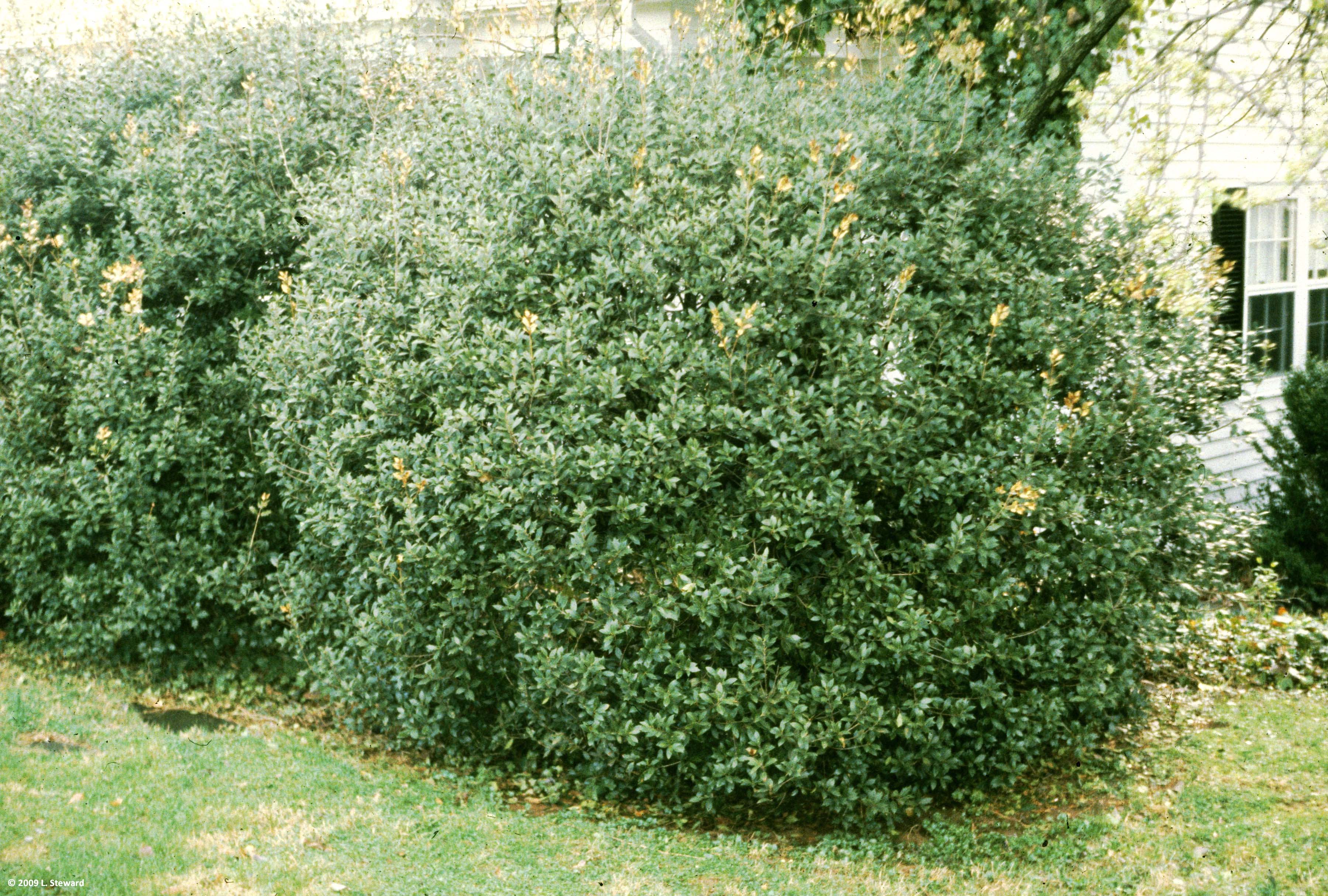 OSMANTHUS FRAGRANS OLEA FRAGRANS BIANCO VASO 18CM