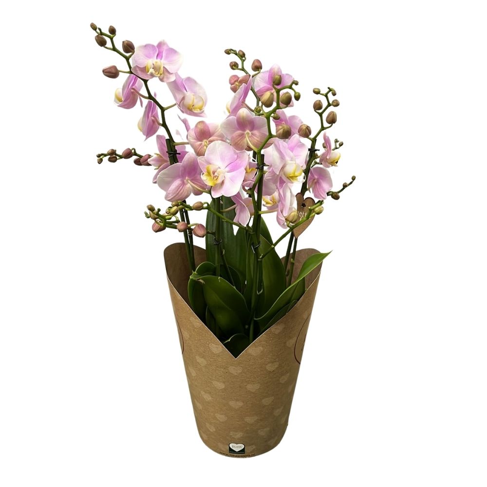 ORCHIDEA PHALAENOPSIS ROSA VASO 17CM