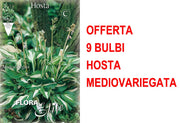 OFFERTA 9 BULBI HOSTA UNDULATA MEDIOVARIEGATA