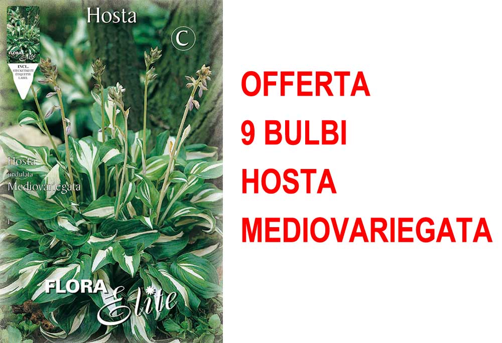 OFFERTA 9 BULBI HOSTA UNDULATA MEDIOVARIEGATA