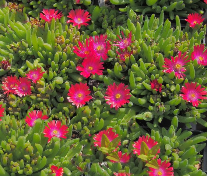 DELOSPERMA VASO 14CM COLORE ASSORTITO