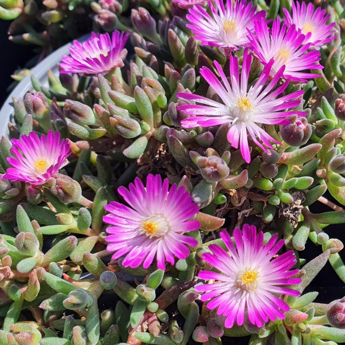 DELOSPERMA LIDO VASO 14CM COLORE ASSORTITO