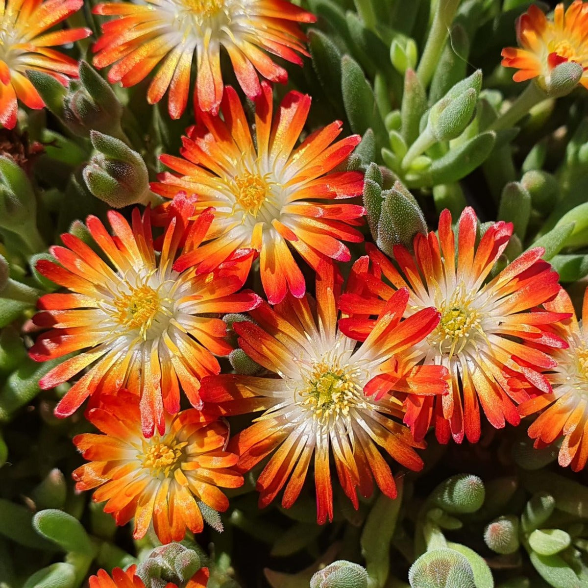 DELOSPERMA LIDO VASO 14CM COLORE ASSORTITO
