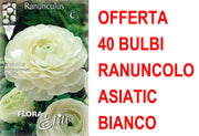 OFFERTA 40 BULBI RANUNCOLO ASIATIC BIANCO
