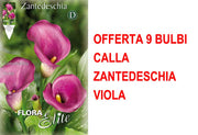 OFFERTA 9 BULBI CALLA ZANTEDESCHIA VIOLA