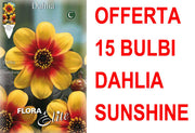 OFFERTA 15 BULBI DAHLIA MIGNON SUNSHINE