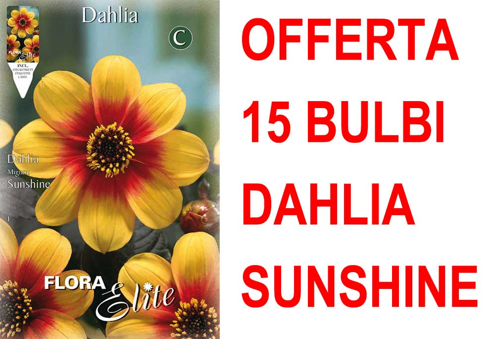 OFFERTA 15 BULBI DAHLIA MIGNON SUNSHINE