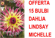 OFFERTA 15 BULBI DAHLIA CACTUS LINDSAY MICHELLE