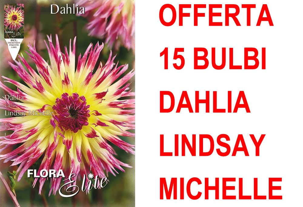 OFFERTA 15 BULBI DAHLIA CACTUS LINDSAY MICHELLE