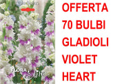 OFFERTA 70 BULBI GLADIOLO A FIORI GRANDI VIOLET HEART