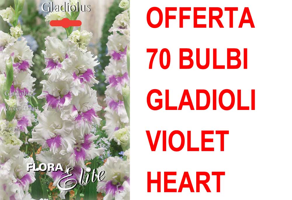 OFFERTA 70 BULBI GLADIOLO A FIORI GRANDI VIOLET HEART