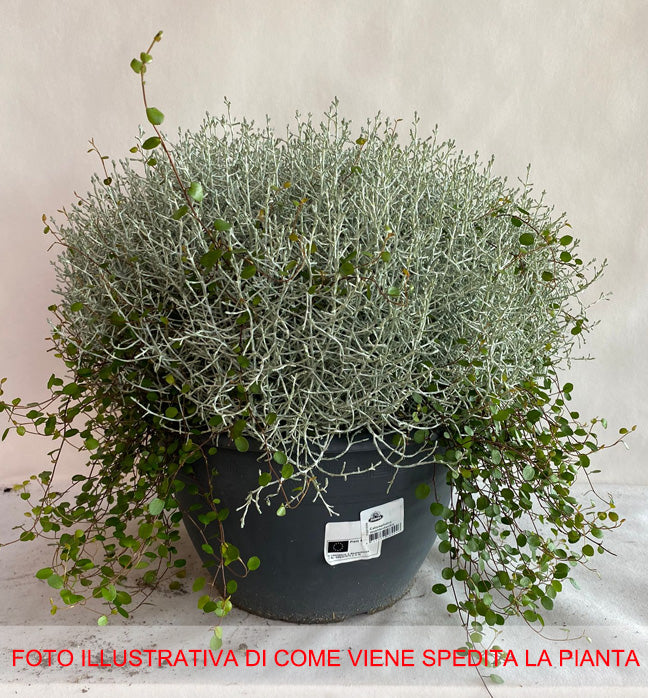 CALOCEPHALUS MUEHLENBECKIA IN VASO 30CM