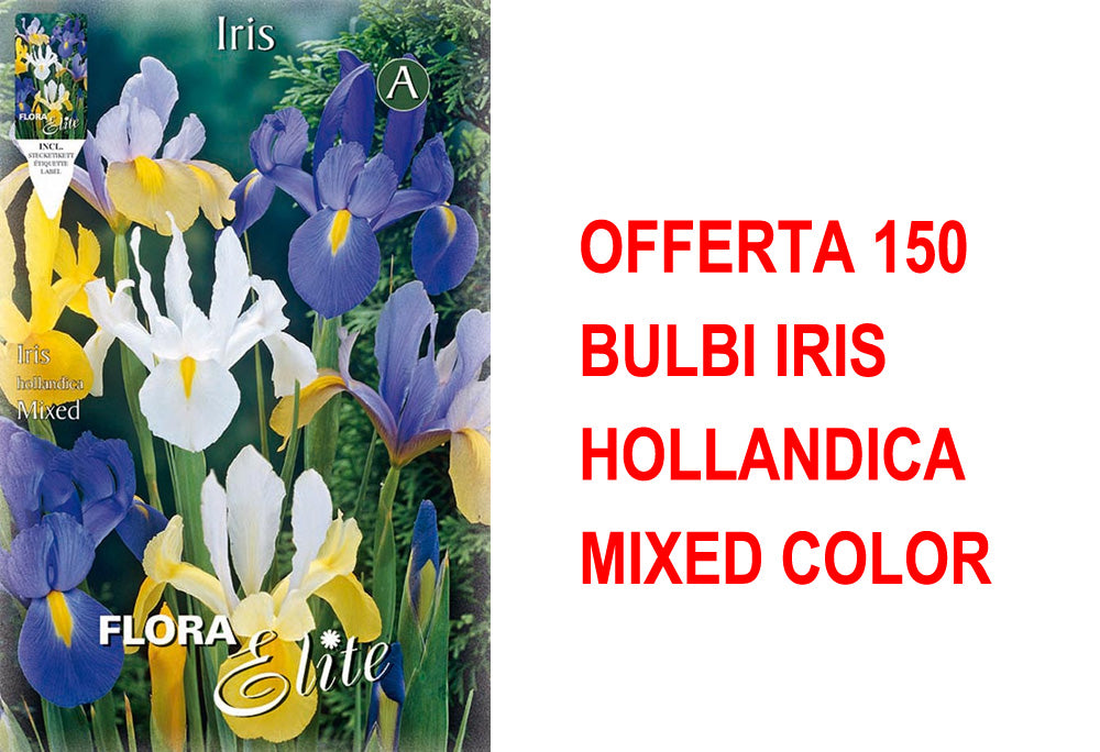 OFFERTA 150 BULBI IRIS HOLLANDICA MIXED COLOR