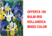 OFFERTA 150 BULBI IRIS HOLLANDICA MIXED COLOR