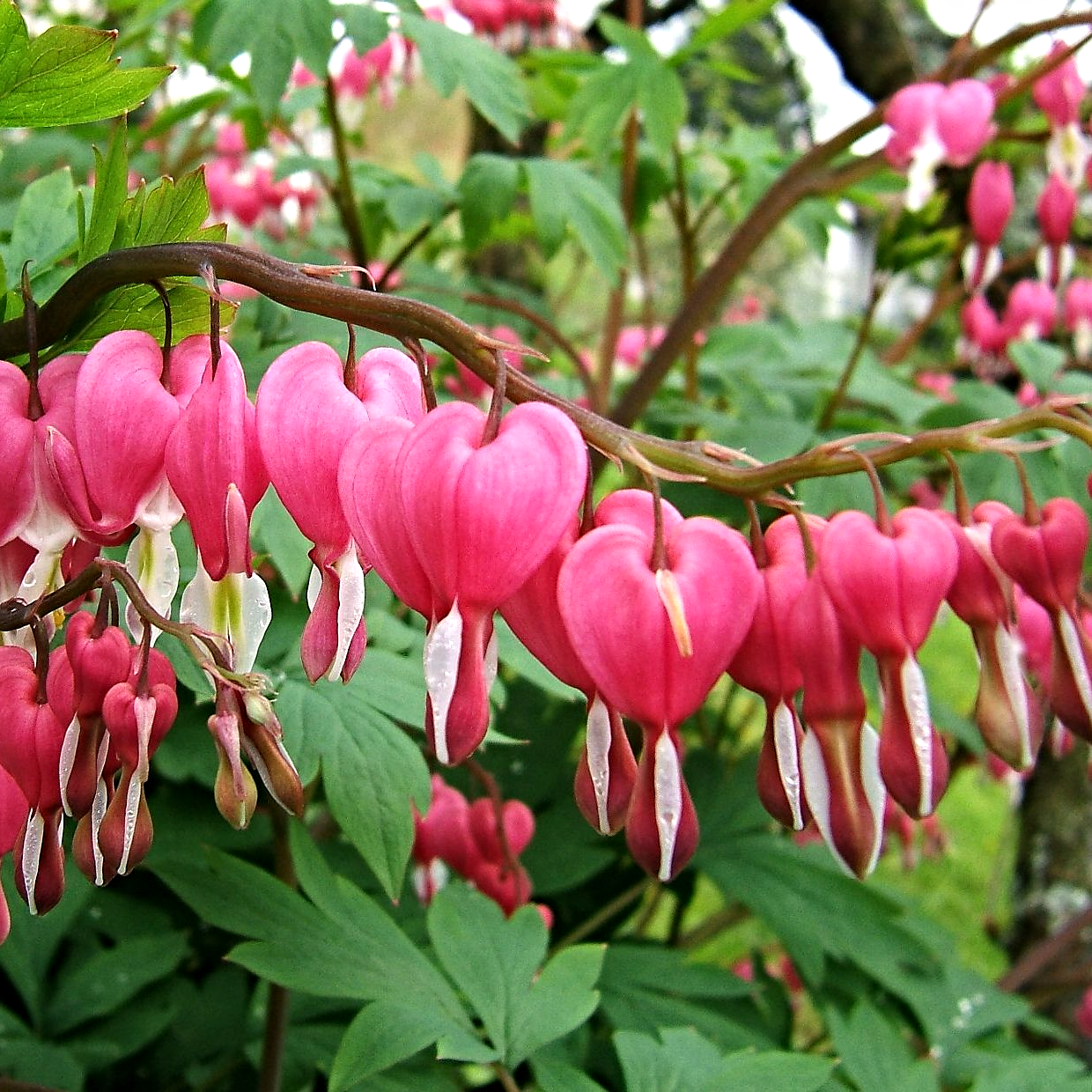 DICENTRA SPECTABILIS CUOR DI MARIA IN VASO 18CM
