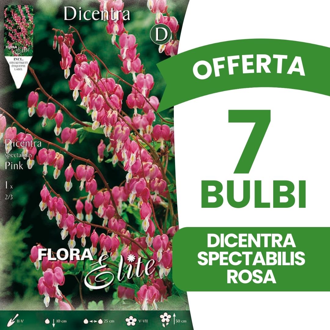 OFFERTA 7 BULBI DICENTRA SPECTABILIS ROSA