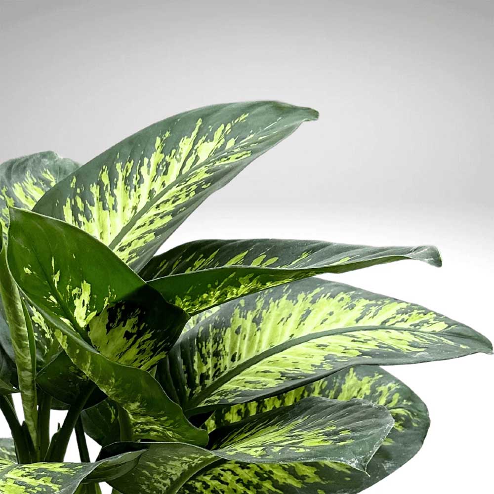 DIEFFENBACHIA TROPIC SNOW VASO 17CM