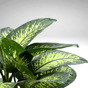 DIEFFENBACHIA TROPIC SNOW VASO 17CM