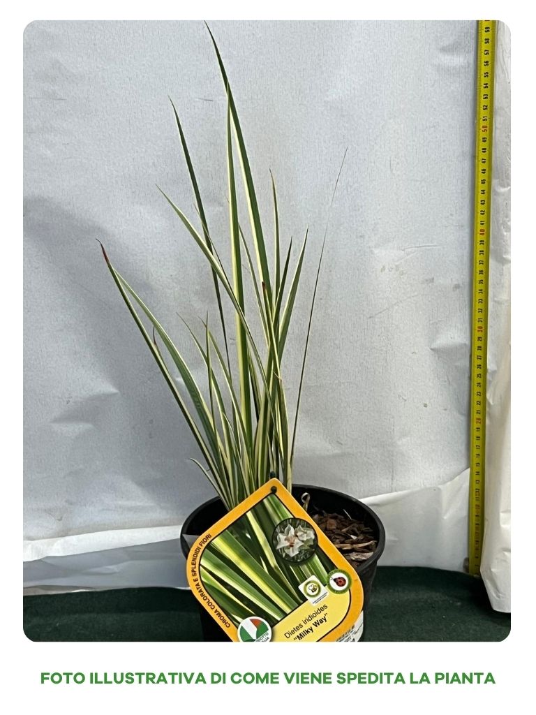 DIETES MILKY WAY VASO 18CM