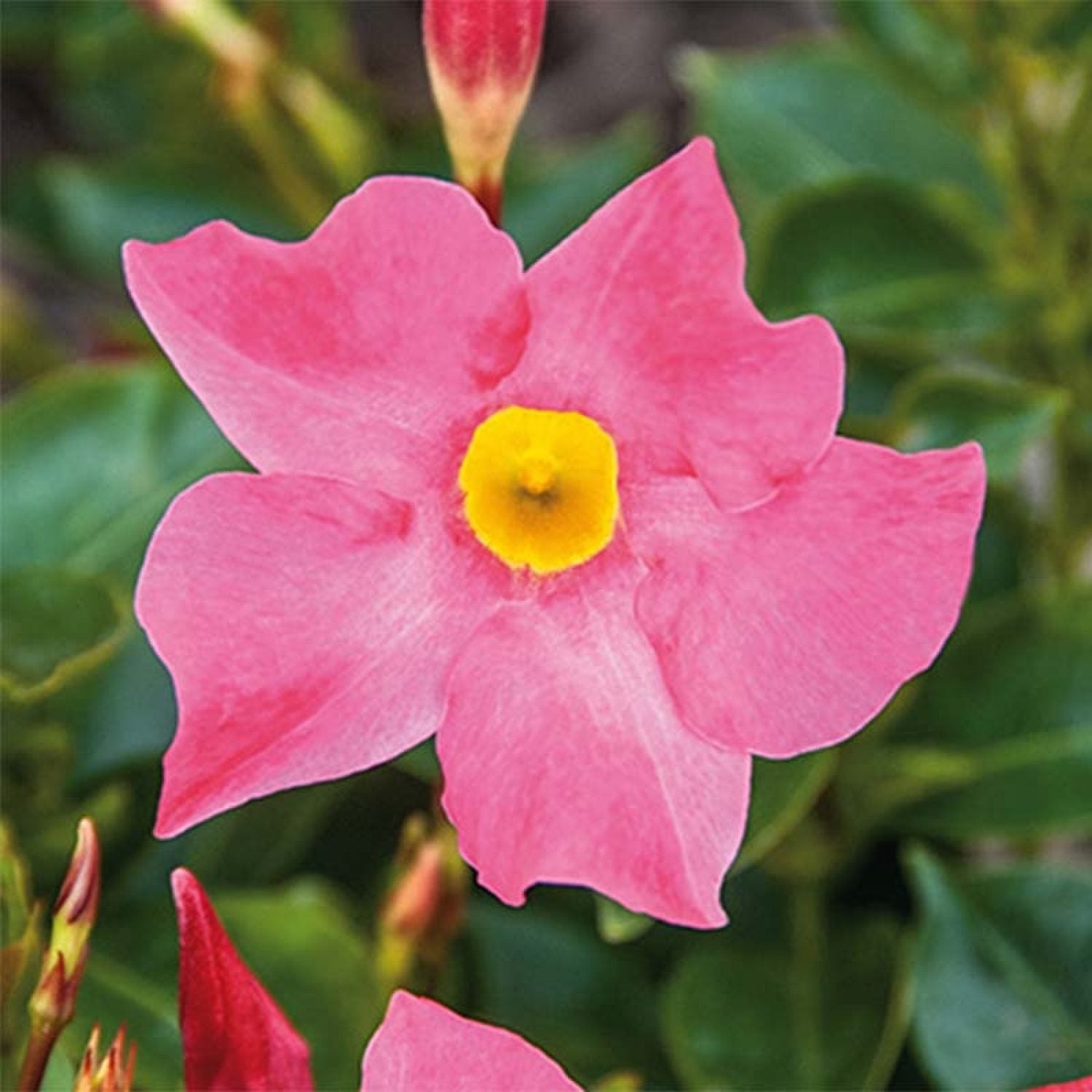 Dipladenia Rosa in vaso da 18cm