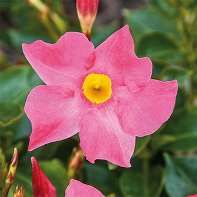 Dipladenia Rosa in vaso da 18cm