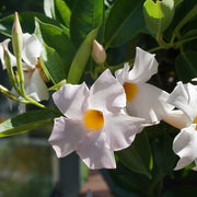 Dipladenia Bianca in vaso da 18cm