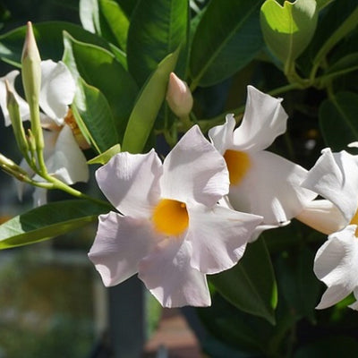 Dipladenia Bianca in vaso da 18cm