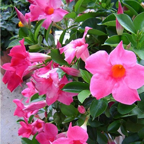 DIPLADENIA COLORE ASSORTITO VASO BASKET 25CM