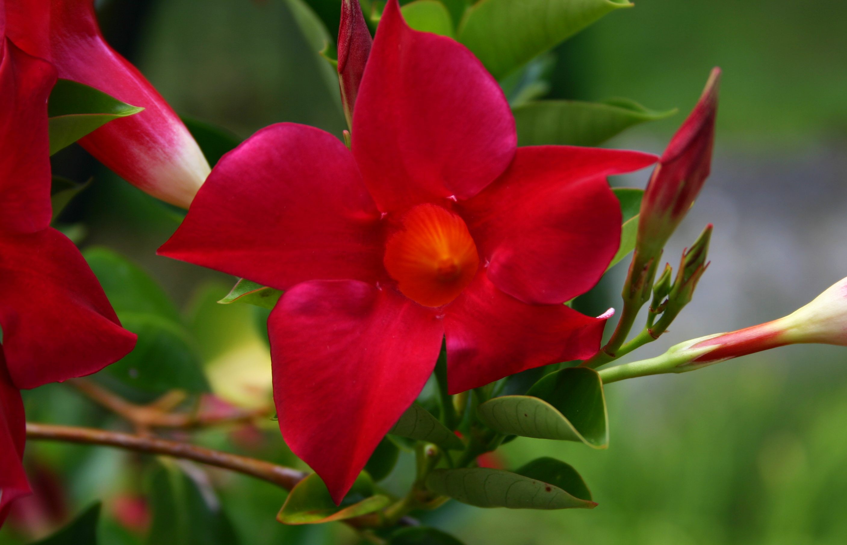 6 PIANTE DI DIPLADENIA ROSSA VASO 14CM