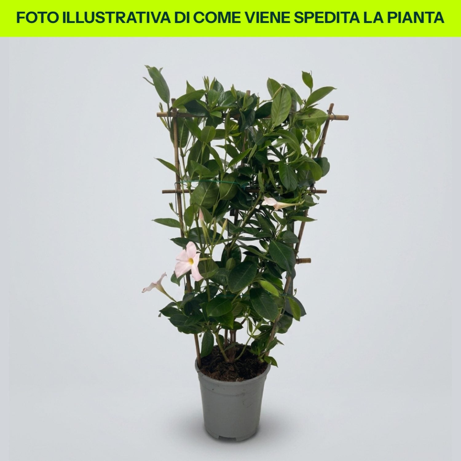 Dipladenia Bianca in vaso da 18cm
