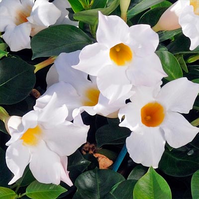 6 PIANTE DI DIPLADENIA BIANCA VASO 14CM